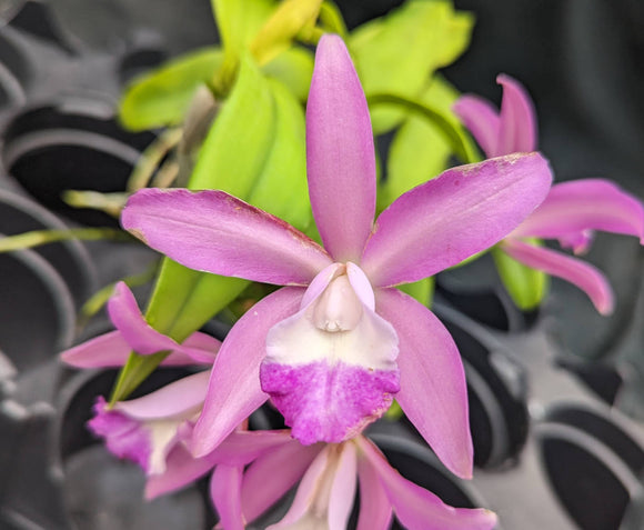 C. Chocolate Drop (bare root) x <br> C. intermedia oculata