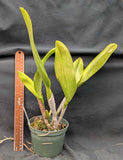Rlc. Graf's Children (5"p)(2)<br> (Blc. Little Toshie x Slc. Jungle Gem 'Angel Eyes' )