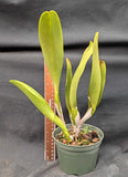 Rlc. Graf's Children (5"p)(1)<br> (Blc. Little Toshie x Slc. Jungle Gem 'Angel Eyes' )