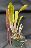 Blc. Golden Reign (5"p) <br> (Blc. Beverly Blietz x Blc. Goldenzelle )