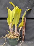 Blc. Golden Reign (6"p) <br> (Blc. Beverly Blietz x Blc. Goldenzelle )