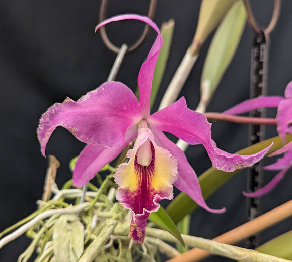 Blc. Only Cucu (m)<br>(Brassavola cucullata x Blc. Oconee)