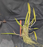 Blc. Only Cucu (m) <br>(Brassavola cucullata x Blc. Oconee)