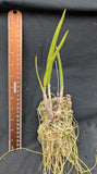 Blc. Only Cucu (m) <br>(Brassavola cucullata x Blc. Oconee)