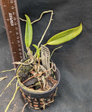 C. jenmanii semi alba x self (3" p)