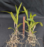 Fergusonara Graf's Amanecer (3"p)<br>(C. amethystoglossa x Ferg. Chichiriviche Sunset)