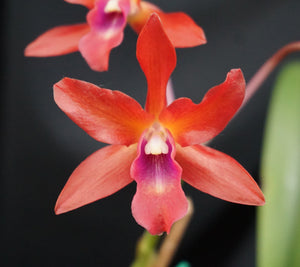 Rchg. Graf's Naiguata (5"p) <br> C. guatemalensis 'Fresa' x<br> Fergusonara Chichiriviche Sunset