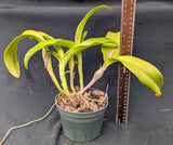 Schombocatt. Dulatiaca (5"p) <br>(C. aurantiaca 'Mishima Spots' x Sch. undulata alba 'Graf's Emerald' AM/AOS)