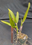 Bc. Playa Paparo (5"p)<br>  (C. Dorothy Fiene 'Spring Fever'  x B. nodosa)
