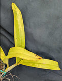Recch. Graf's Fantasia (6"p) <br> (Pot. Twenty Four Carat x Sch. undulata 'Beige')