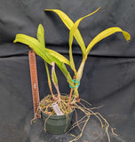 Recch. Graf's Fantasia (6"p) <br> (Pot. Twenty Four Carat x Sch. undulata 'Beige')