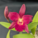 Slc. Graf's Corazon (4"p)<br> (C. Tititito 'Rojo' x Slc. Graf's Purple Forest)