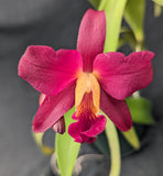 Slc. Graf's Corazon (4"p)<br> (C. Tititito 'Rojo' x Slc. Graf's Purple Forest)