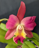 Slc. Graf's Corazon (4"p)<br> (C. Tititito 'Rojo' x Slc. Graf's Purple Forest)