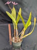 Schombocattleya Graf's Cuadrado (6"p)<br>(C. Kohala x  Sch. lyonsii)