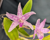 Schombocattleya Graf's Cuadrado (6"p)<br>(C. Kohala x  Sch. lyonsii)