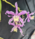 Fergusonara Graf's Freckle (5"p) <br> (Lc. Tanya Duncan 'Seattle Blues' x Sch. lyonsii)