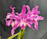 Fergusonara Graf's Freckle (5"p) <br> (Lc. Tanya Duncan 'Seattle Blues' x Sch. lyonsii)