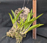 Bc. Playa Los Cocos (mounted) <br> (Blc. Maikai 'Mayuni' x C. violacea 'Sarasota')