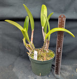 Rlc. Graf's Ding Dong (6"p) <br> (Blc. Roncola 'Tina' x Blc. Taichung Port)