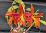 Pot. Playa Guacuco (5"p)<br> (Brasosoph. Sun Mei Gold x Lc. Gold Digger 'Fuchs Mandarin')