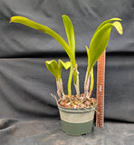 Blc. Young Kong Sun '#16' (6" pot) <br> Meristem