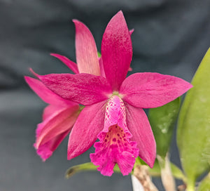 Blc. Playa Pui Pui (4")<br>Blc Booth Lee 'Venice' x Blc Hatillana