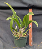 Blc. Playa Pui Pui (5"p)<br> (Blc Booth Lee 'Venice' x Blc Hatillana)