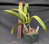 Blc. Playa Pui Pui (5"p)<br> (Blc Booth Lee 'Venice' x Blc Hatillana)