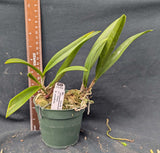 Blc. Ancile Gloudon (4"p) <br>(Brassavola sublifolia x Cattleya Jalapa)