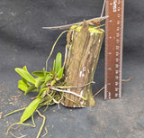 Mcp. albopurpurea x self (m)