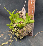 Mcp. albopurpurea x self (m)