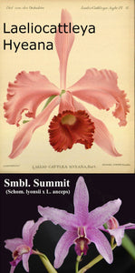 Laeliocattleya Hyeana x Schombolaelia Summit (2")