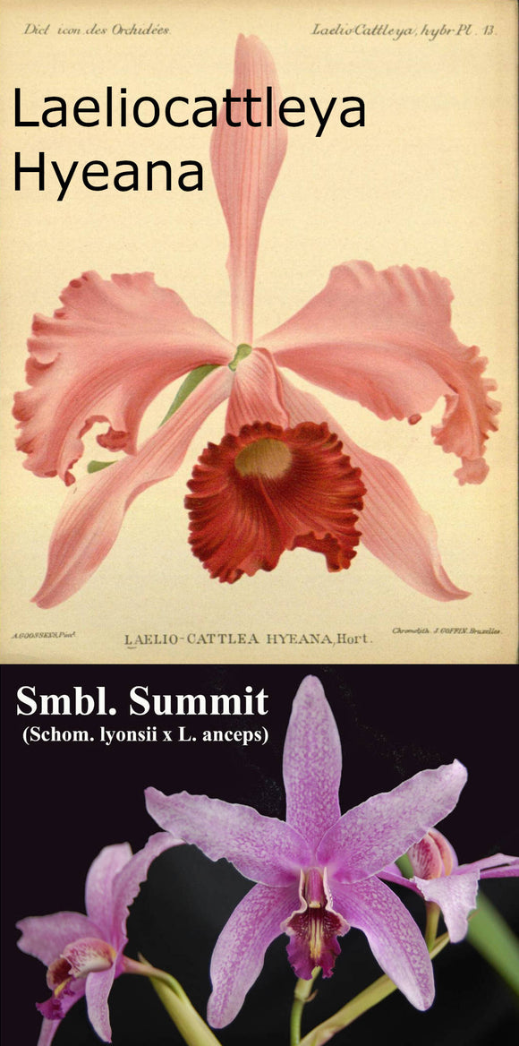 Laeliocattleya Hyeana x Schombolaelia Summit (2