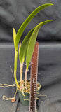 Pot Twenty four Carat 'Lea' x Brassavola grandiflora, Mounted