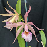 Blc. Playa Arapo (5"p) <br>
