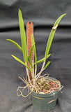 Bc. Nakornpathome Silver (5"p) <br> Bc. Binosa x B. nodosa