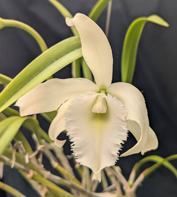 Rby. Playa Blanca (BR)<br> Blc. Fringe Benefits x Brassavola cucullata