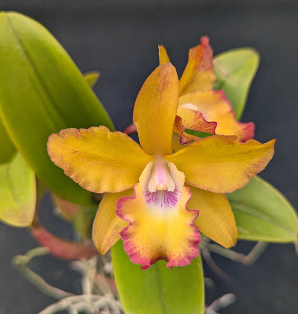 Rechingerara Graf's Estrella <br> (Rech. Inge Graf x Pot. Elizabeth Palmer)(4