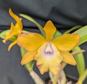 Rechingerara Graf's Estrella (8"b)