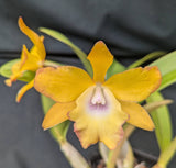 Rechingerara Graf's Estrella (8"b)