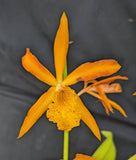 Recchara Graf's Chipi Chipi (4"p)<br> (Recc. Frances Fox 'Mark' x Lc. Pasion en Borinquen)