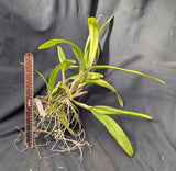 Mycl. Princesa de Sarasota (6"p)<br>Myc. Memoria Louise Fuchs x Schomburgkia Princesa Veronica