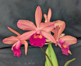 Chz. Playa Tanaguarena (5"p)<br>( Blc. Glorious May x Pot. Love Pasion)