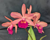 Chz. Playa Tanaguarena (4"p)<br>( Blc. Glorious May x Pot. Love Pasion)