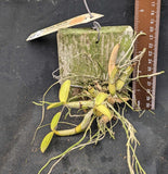 Mcp. exaltata 'Sarasota' x self (m)