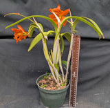 Blc. My Orange x self  (6"p)