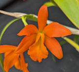 Blc. My Orange x self  (6"p)