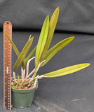 Bc. Mary (B. nodosa x C. lawrenceana)  (5"p)