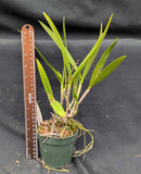 Recchara Aruba Sunshine x Brassavola nodosa (4"p)
